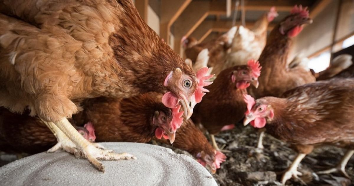 Dana Ketahanan Pangan Desa Ciburuy Rp 250 Juta Disinyalir Mandek, APIP Didesak Audit