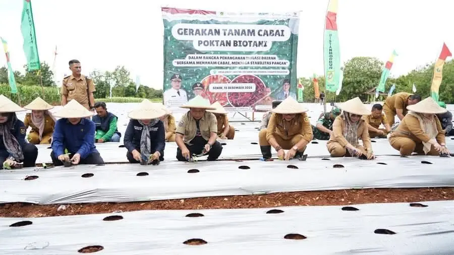 Kabupaten Bogor Gempur Inflasi Lewat Penanaman Cabai